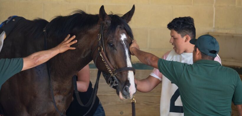 Handling Pets Gently During Grooming Sessions