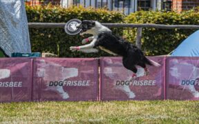 Why Dogs Show Their Teeth