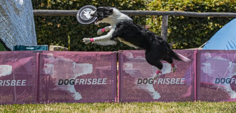 Why Dogs Show Their Teeth