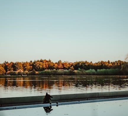 Dog loose stool after water change digestive sensitivity