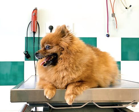 Dog oily skin greasy coat symptoms and when to see a vet