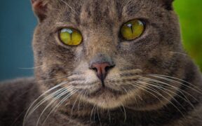 Cats staring intensely before reacting