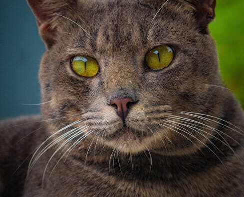 Cats staring intensely before reacting