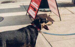 Dog vaccination requirements for pet friendly rentals