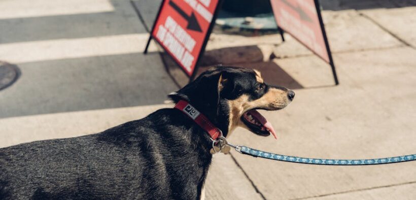 Dog vaccination requirements for pet friendly rentals