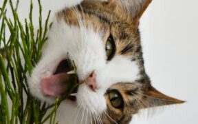 Cat chewing plants and then vomiting digestive symptom