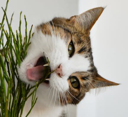 Cat chewing plants and then vomiting digestive symptom