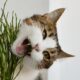 Cat chewing plants and then vomiting digestive symptom