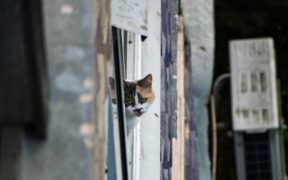 Supplements for pets living in apartments