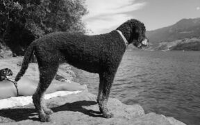 Bathing basics for dogs