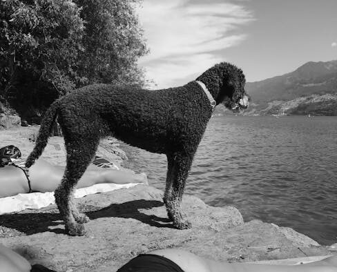 Dogs with Rigid Body Behaviour