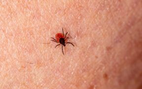 Tick prevention for cats how to reduce exposure