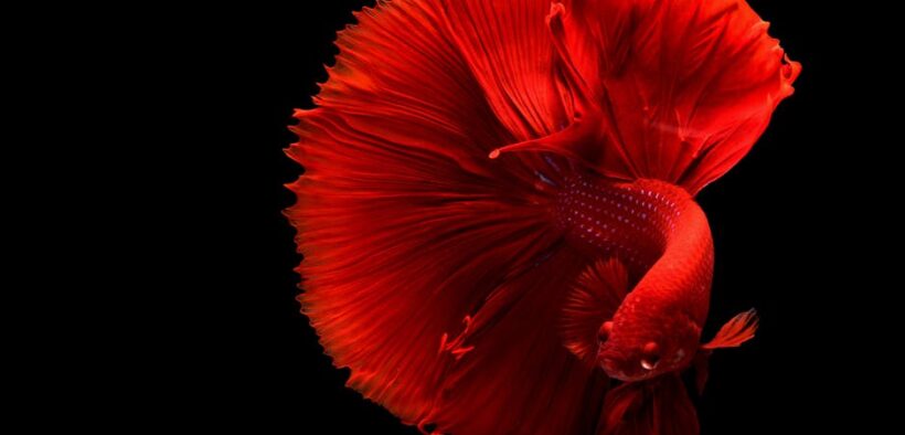 Low urinary flow pets