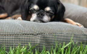 Dogs Reacting to Pets Entering Their Zone