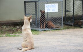 Feeding guide for post spay neuter dogs