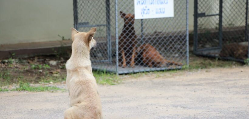 Feeding guide for post spay neuter dogs