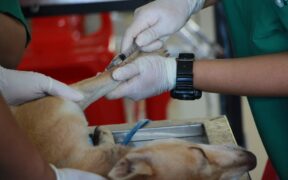 How pet insurance relates to dog vaccination history