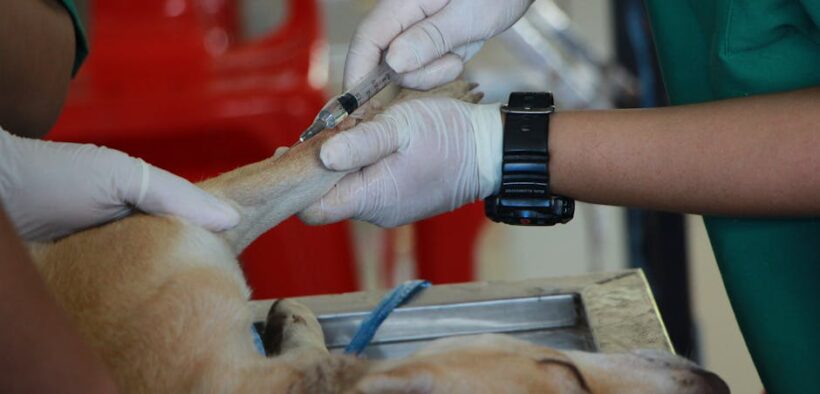 How pet insurance relates to dog vaccination history