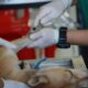 When to call a vet after dog vaccination concerns