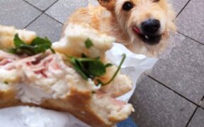 Dog diarrhoea with lethargy and low appetite