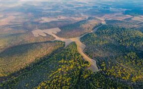 Foods dangerous to dogs and cats