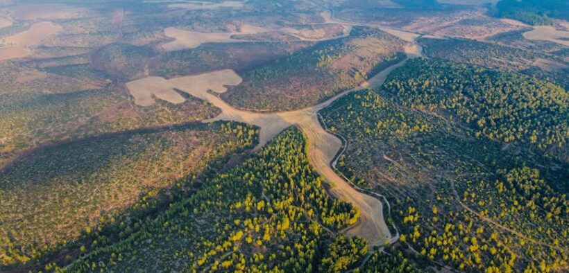 Foods dangerous to dogs and cats