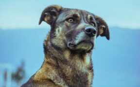 Airbnb stay anxiety in dogs