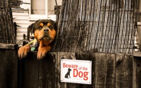 How to recognize external parasites in dogs and early warning signs at home