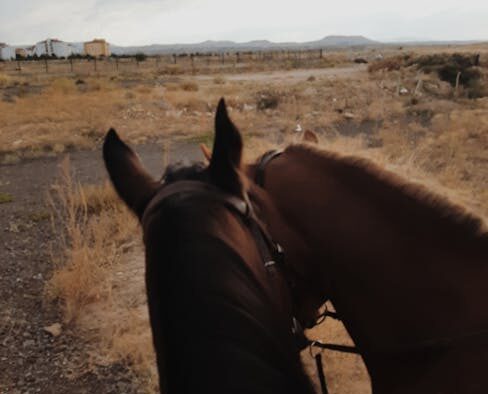 Dry nasal passages pets