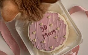 Cake frosting toxicity pets