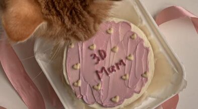 Photo inspiration: Cake Frosting Toxicity Pets Photo Inspiration