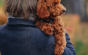 Preventive coat care for shedding season in dogs