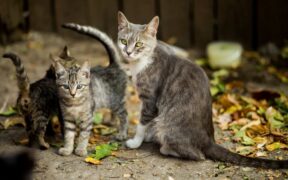 Pet dental care awareness during play breaks