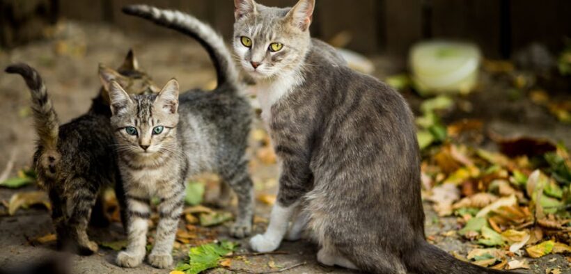 Preventive care for double pet households dogs and cats together