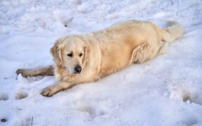 Ice cream dangers for dogs
