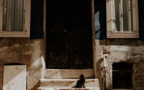 Cat heatstroke symptoms causes and life-saving steps