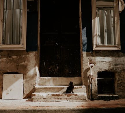 Cat heatstroke symptoms causes and life-saving steps