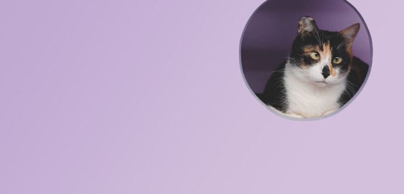 Feline respiratory vaccine guide for multi cat homes