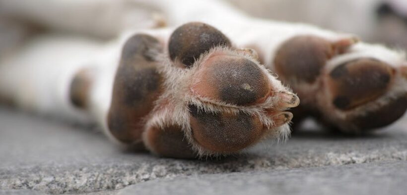 Dog thickened paw pads rough texture symptoms