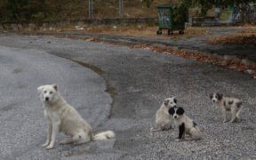 Supplements for environmental allergies in dogs