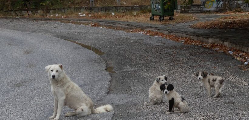 Supplements for environmental allergies in dogs