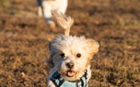 Dogs reacting during fast-paced play