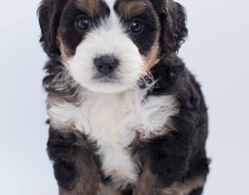 Dog small white flakes on fur symptoms and concerns