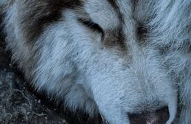 Why Pet Breath May Change Over Time