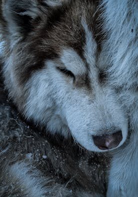 Why Pet Breath May Change Over Time