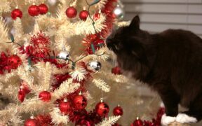 Cat chewing string and digestive symptom warnings