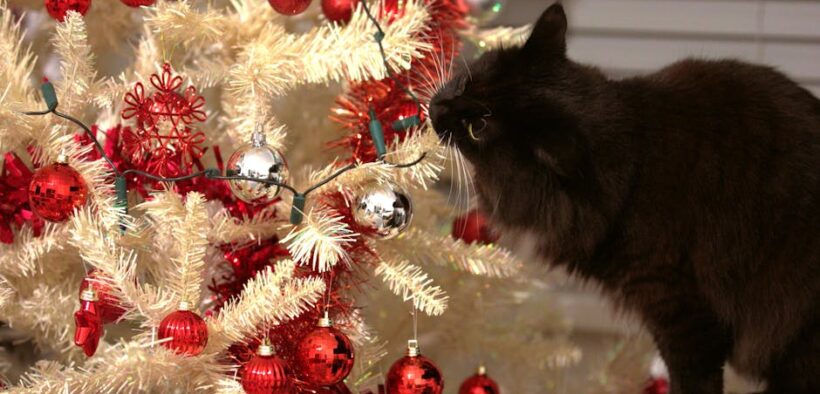 Cat chewing string and digestive symptom warnings