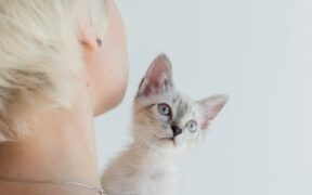 Supplements for healthy skin in short haired cats