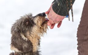 Supplements for hydration support in dogs