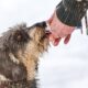 Supplements for hydration support in dogs